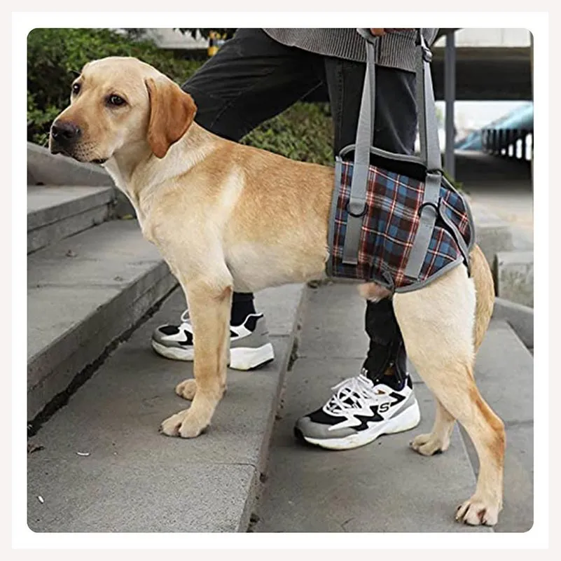 A a Pets' Dog Lift Support Harness for hind legs